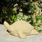 Painted Turtle (Medium)