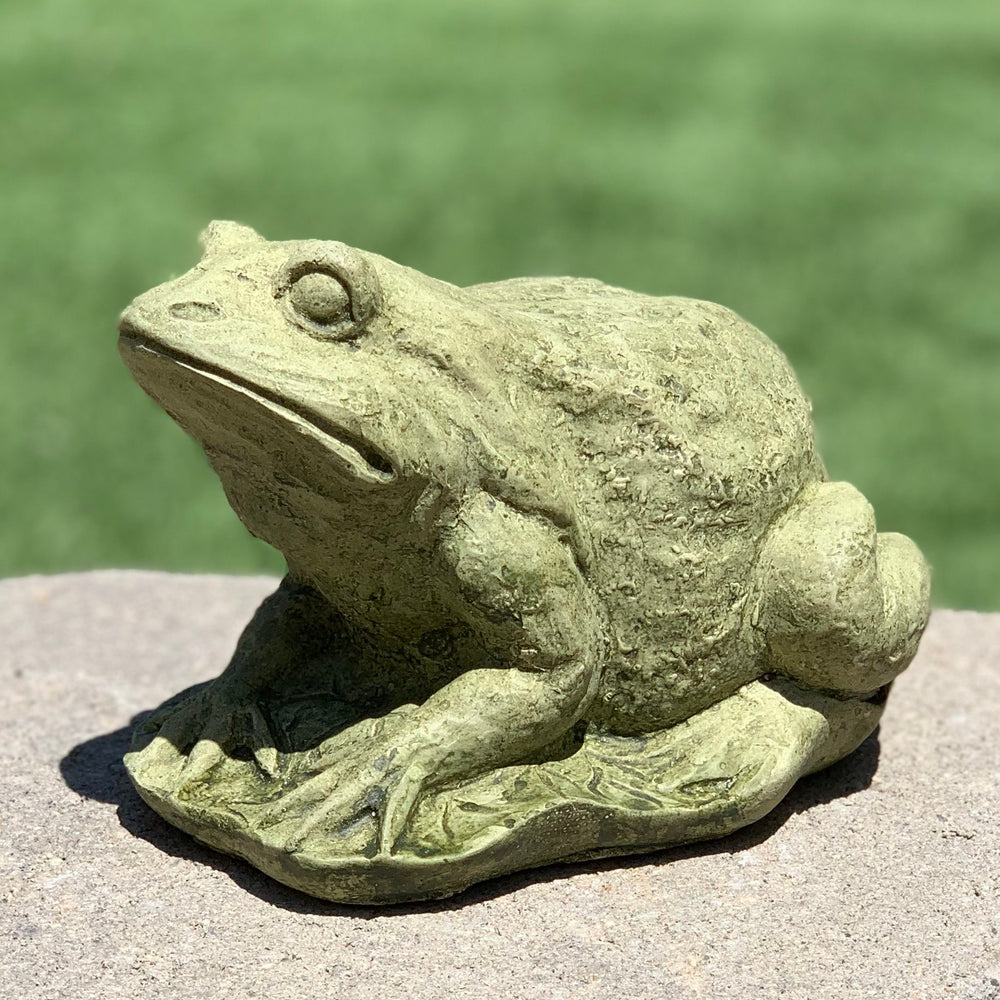 Frog on Lilypad